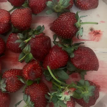 Görünüşte Taze Satılan Çileklerin Tamamı Çürük Çıktı, İlgisizlikle Karşılaştım