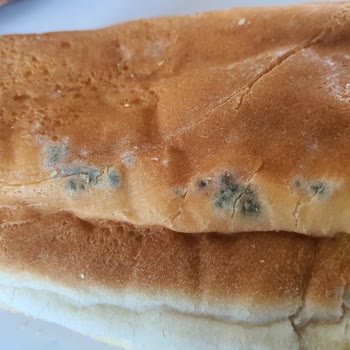 Popeyes'tan Aldığım Burgerde Küf Çıktı: Sağlığım Tehlikeye Girdi