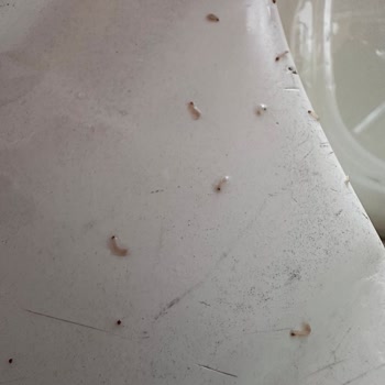 Yayla Pirincinde Kurtçuk Şoku: Sağlıksız Ürünle Karşılaştım