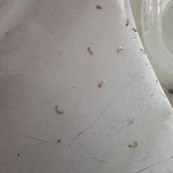 Yayla Pirincinde Kurtçuk Şoku: Sağlıksız Ürünle Karşılaştım