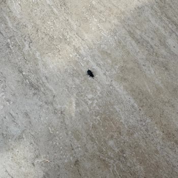 Villa Dora'da Temizlik Ve İlgi Eksikliğiyle Karşılaştık