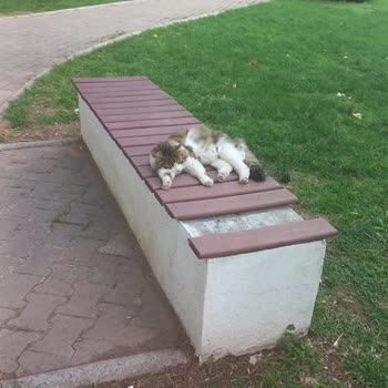 Kışla Parkı Ve Türkan Saylan Kültür Merkezi'nde Başıboş Hayvanlar Güvenliği Tehdit Ediyor