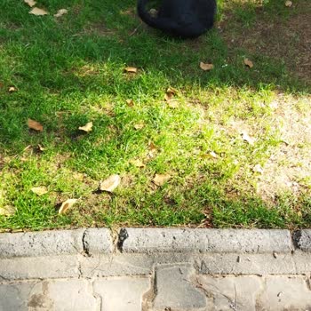 Kışla Parkı Ve Türkan Saylan Kültür Merkezi'nde Başıboş Hayvanlar Güvenliği Tehdit Ediyor