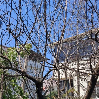 Sürekli Su Sızıntısı Nedeniyle Bahçemdeki Ağaçlar Kurudu, Zararım Karşılanmıyor