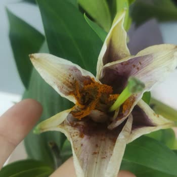 Siparişimde Yanlış Ve Kusurlu Ürün Gönderimi, Destek Alamadım