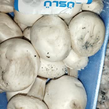 Tarihi Geçmiş Ve Küflü Mantar Gönderimiyle Hayal Kırıklığı