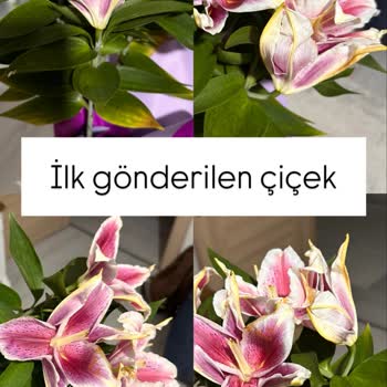 Yıldönümü İçin Sipariş Edilen Lilyumlar Solmuş Ve Çürük Çıktı, İade Talep Ediyorum