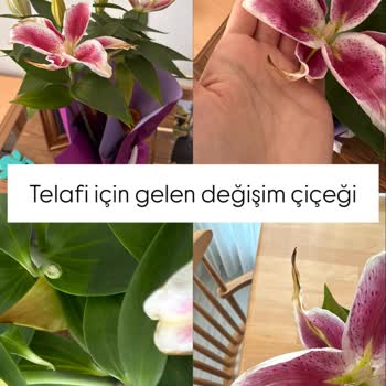 Yıldönümü İçin Sipariş Edilen Lilyumlar Solmuş Ve Çürük Çıktı, İade Talep Ediyorum