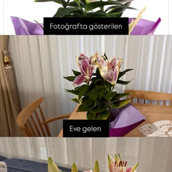 Yıldönümü İçin Sipariş Edilen Lilyumlar Solmuş Ve Çürük Çıktı, İade Talep Ediyorum