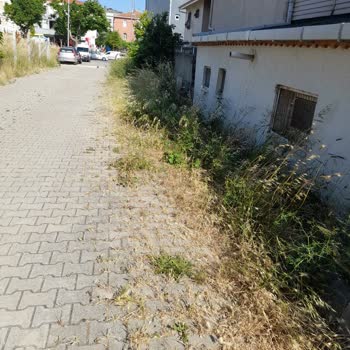 Sokakta Büyüyen Yabani Otlar Ve Belediyeden Çözüm Bekleyişi