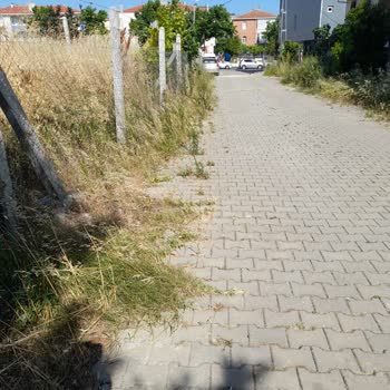 Sokakta Büyüyen Yabani Otlar Ve Belediyeden Çözüm Bekleyişi