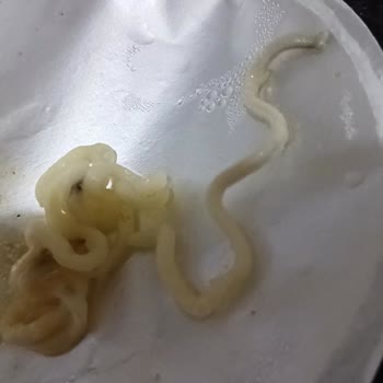 Berona Noodle Yerken Midem Bulandı!