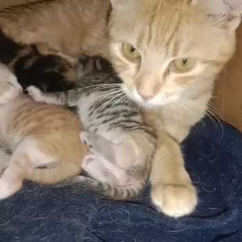 Belediye Veterinerine Gönderilen Kedilerimizin Sürekli Ölmesi Ve Kurumların Denetlenmemesi