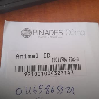 Belediye Veterinerine Gönderilen Kedilerimizin Sürekli Ölmesi Ve Kurumların Denetlenmemesi