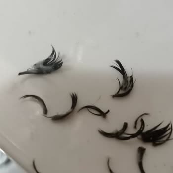 Med & Care Güzellik Salonu Bir Demet İpek Kirpiği 4 Kirpiğin Üzerine Yapıştırmışlardı