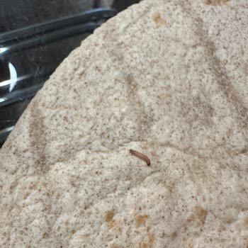 Satın Alınan Lavaş Ürününden Solucan Çıkması Ve Hijyen Endişesi