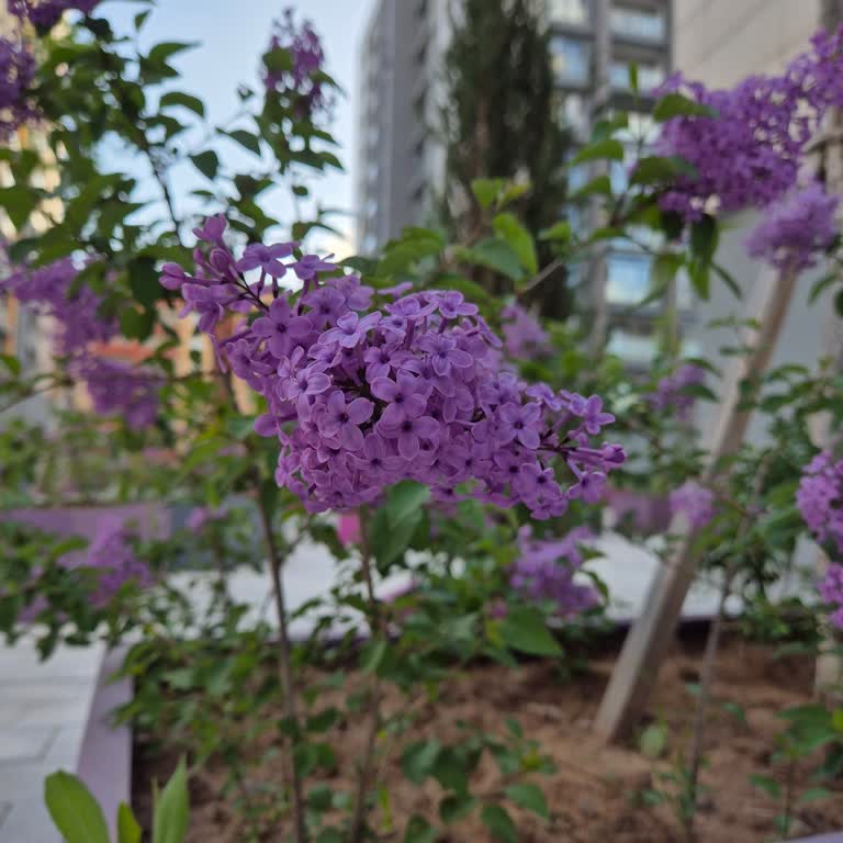 Kervansaray Sitesinde Mahremiyet Ve Yönetim Sorunları