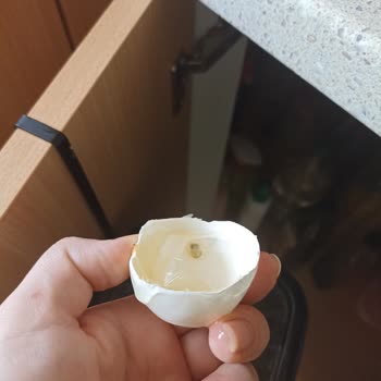 Aldığım Yumurtaların Bozuk Çıkması Güvenimi Sarsıyor