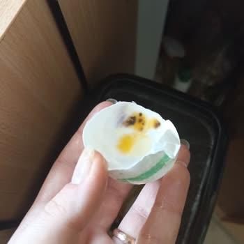 Aldığım Yumurtaların Bozuk Çıkması Güvenimi Sarsıyor