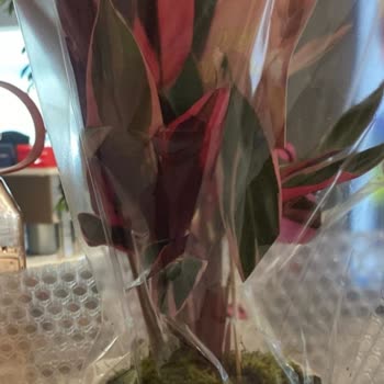 Kırık Çiçek Teslimatı Doğum Günü Sürprizini Mahvetti