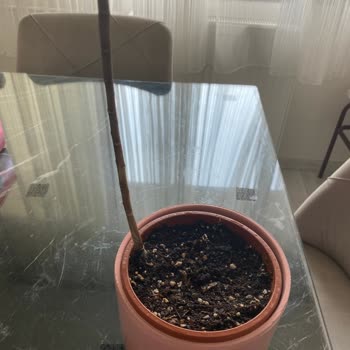 Gönderilen Lilyum Çiçeği İki Günde Soldu, Paramız Çöp Oldu