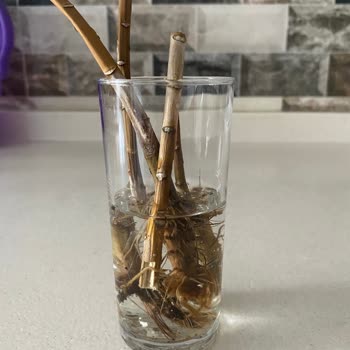 Gönderilen Lilyum Çiçeği İki Günde Soldu, Paramız Çöp Oldu