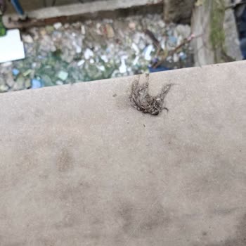 Balkonuma Sürekli Çöp Atılması Ve Güvenliğimin Tehlikeye Atılması