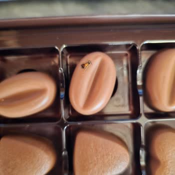 A101 Vince Çikolatadan Çıkan