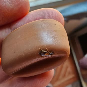 A101 Vince Çikolatadan Çıkan