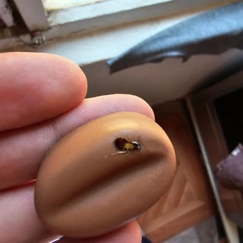 A101 Vince Çikolatadan Çıkan