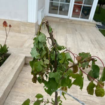 Kırık Ve Hastalıklı Fidan Gönderimi, İlgisiz Müşteri Hizmeti