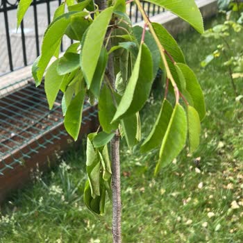 Kırık Ve Hastalıklı Fidan Gönderimi, İlgisiz Müşteri Hizmeti