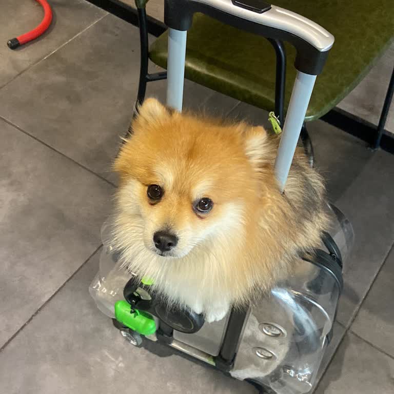 Köpekle Gelen Erkek Müşterilere Ayrımcılık Yapılıyor