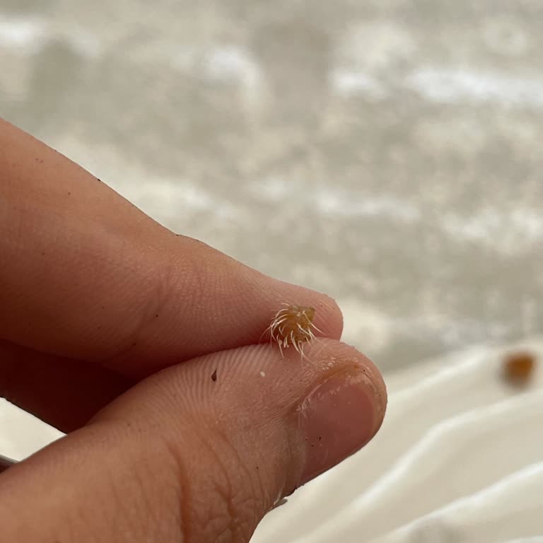 Tuna Lahmacun (Ceyhan) Etin Üstünde Hep Kıllar Vardı