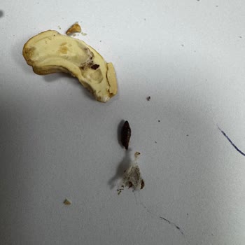 Kavrulmuş Kajunun İçinden Böcek Larvası Çıkması Hayal Kırıklığı Yarattı