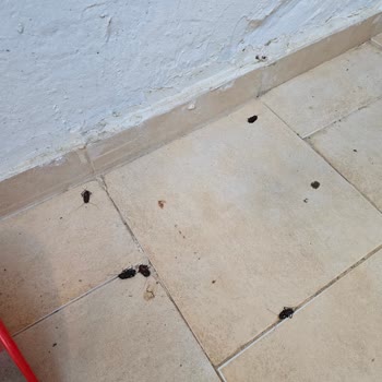 I Found Dozens of Cockroaches in a Booking.com Rental but Still Got No Refund