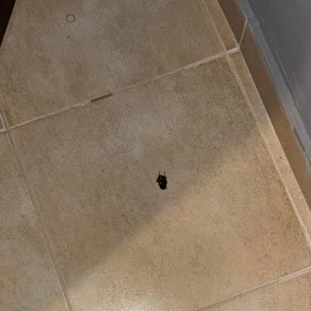 I Found Dozens of Cockroaches in a Booking.com Rental but Still Got No Refund