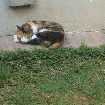 Kedimin Kaybolmasıyla İlgili Mahallede Yaşadığım Üzüntü