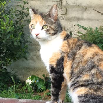 Kedimin Kaybolmasıyla İlgili Mahallede Yaşadığım Üzüntü