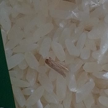 Aldığım Pirinçten Örümcekler Çıktı, Denetim Talep Ediyorum