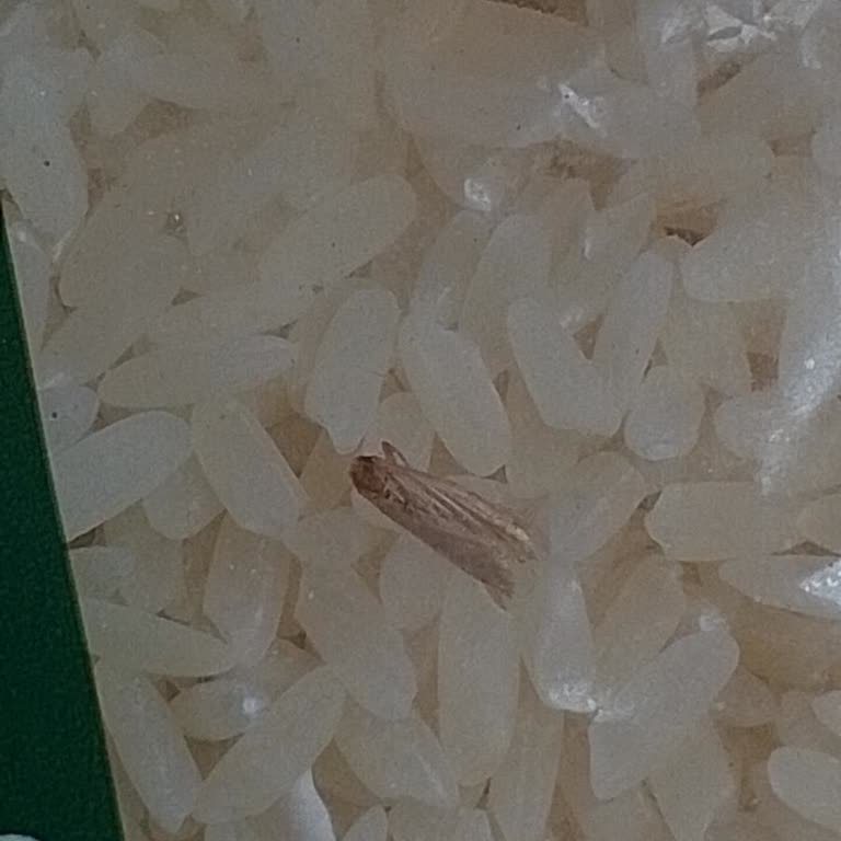 Aldığım Pirinçten Örümcekler Çıktı, Denetim Talep Ediyorum