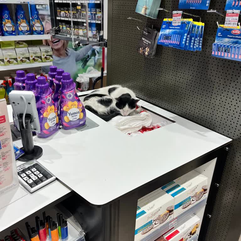 Rossmann Mağazasında Sokak Kedisi Hijyen Endişesi