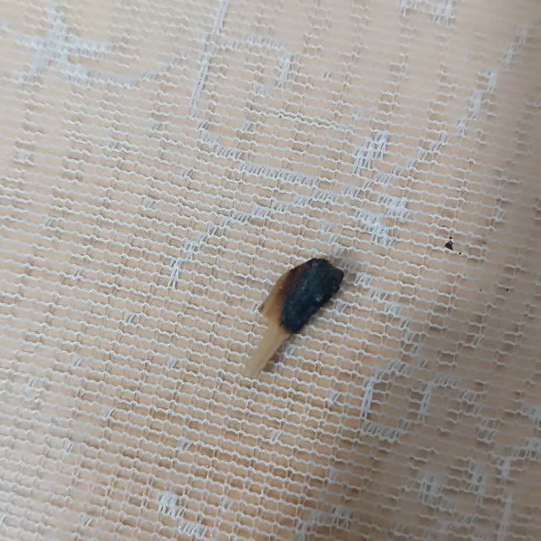 Parliament Reserve Sigarada Tütün Yerine Tahta Çıkıyor, Paramız Boşa Gidiyor