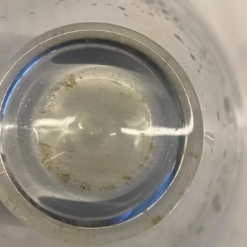 Cam Damacana Suda Yosun Ve Pislik Şoku: Sağlığımız Tehlikede!