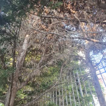 Karacaoğlan Parkında Böcek Sorunu ve Bakım Eksikliği Şikayeti