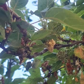 Karacaoğlan Parkında Böcek Sorunu ve Bakım Eksikliği Şikayeti