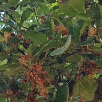 Karacaoğlan Parkında Böcek Sorunu ve Bakım Eksikliği Şikayeti