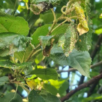 Karacaoğlan Parkında Böcek Sorunu ve Bakım Eksikliği Şikayeti
