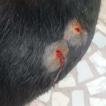 Köpeğimin Sağlığı Ve Güvenliği İhmal Edildi