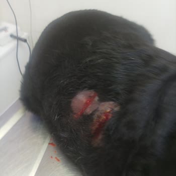 Köpeğimin Sağlığı Ve Güvenliği İhmal Edildi